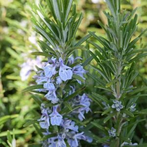 Rosmarinus officinalis 30-40 cm